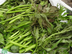 蕨菜是什么菜？蕨菜是什么？