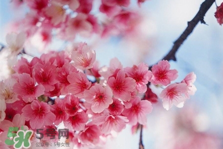 清明節(jié)可以送禮嗎？清明節(jié)可以送禮物嗎？