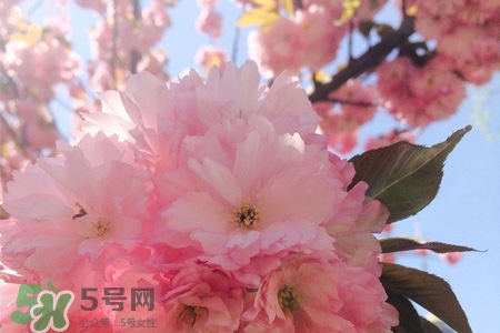 清明節(jié)可以送禮嗎？清明節(jié)可以送禮物嗎？