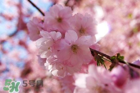 清明節(jié)可以送禮嗎？清明節(jié)可以送禮物嗎？