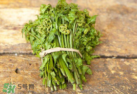 蕨菜可以冷凍嗎？蕨菜可以放冰箱嗎？
