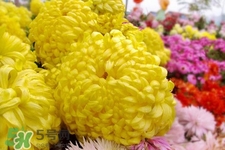 清明節(jié)掃墓為什么用菊花？清明節(jié)上墳為什么要送菊花？