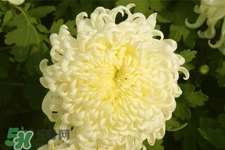 清明節(jié)掃墓為什么用菊花？清明節(jié)上墳為什么要送菊花？