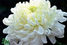 清明節(jié)掃墓為什么用菊花？清明節(jié)上墳為什么要送菊花？