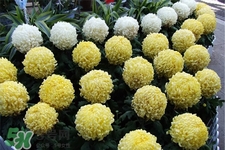 清明節(jié)掃墓為什么用菊花？清明節(jié)上墳為什么要送菊花？