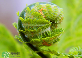 蕨菜怎么處理？新鮮蕨菜怎么處理？