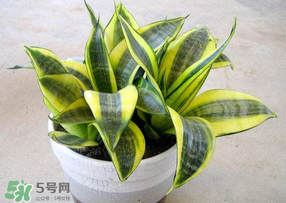 春天種什么植物？春天適合種什么植物？