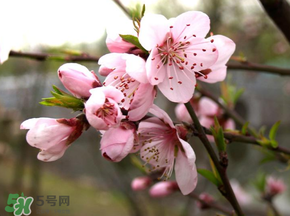 四月份還有桃花嗎？桃花幾月份開？