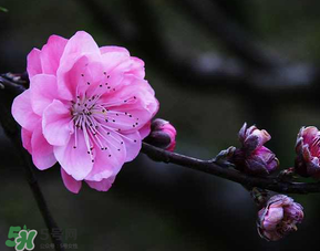 四月份還有桃花嗎？桃花幾月份開？