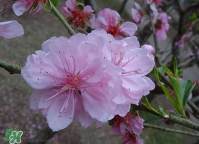 四月份還有桃花嗎？桃花幾月份開？