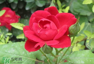 春天可以種玫瑰嗎？春天適合種玫瑰嗎？