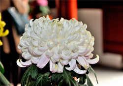 清明節(jié)掃墓買什么顏色菊花？清明節(jié)上墳用什么顏色菊花？
