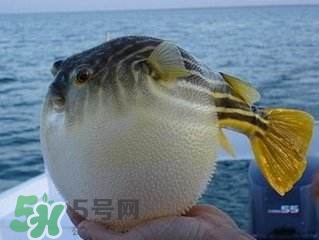 河豚怎么吃才沒毒？吃河豚的禁忌