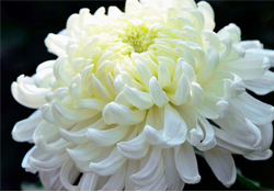 清明節(jié)掃墓為什么用菊花？清明節(jié)上墳為什么要送菊花？