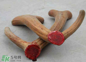 ?春天可以吃鹿茸嗎？鹿茸什么季節(jié)吃最合適？