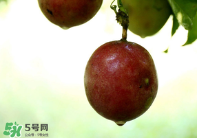 春天能吃百香果嗎？春天吃百香果好嗎？