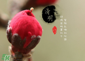 清明節(jié)為什么要吃清明果？為什么清明節(jié)要吃清明果？