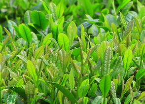 清明茶什么時候采？采清明茶什么時候結(jié)束？