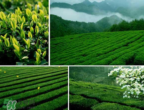 清明茶什么時候采？采清明茶什么時候結(jié)束？