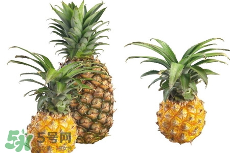 吃菠蘿可以減肥嗎？菠蘿真的能減肥嗎？