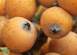 枇杷什么時候成熟？枇杷什么時候上市？
