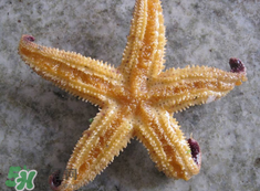 海星怎么吃？海星能吃嗎？
