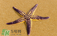 海星怎么吃？海星能吃嗎？