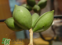 檳榔為什么會(huì)上癮？檳榔上癮怎么戒？