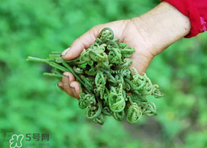 糖尿病能吃蕨菜嗎？糖尿病可以吃蕨菜嗎？