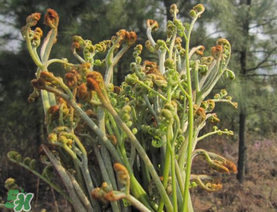糖尿病能吃蕨菜嗎？糖尿病可以吃蕨菜嗎？