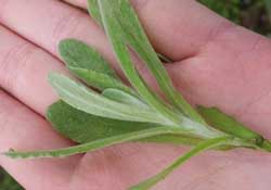 清明菜怎么做好吃？清明菜怎么做止咳？