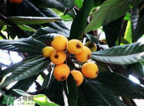 枇杷樹幾年結(jié)果？枇杷樹為什么不結(jié)果？