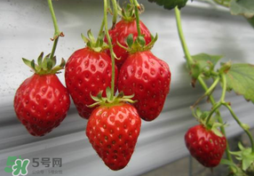 枇杷和草莓能一起吃嗎？枇杷能和草莓能一起吃嗎？