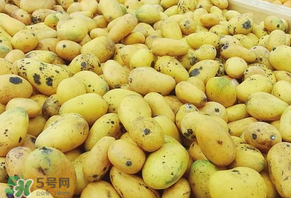 芒果爛了一點(diǎn)能吃嗎？芒果爛了一半還能吃嗎？