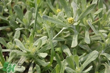 艾草能治療蕁麻疹嗎？艾草可以治療蕁麻疹嗎？