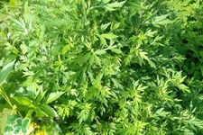 艾草可以治咳嗽嗎？艾草可以治小兒咳嗽嗎？
