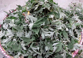 艾草可以治感冒嗎？艾草如何治療感冒？