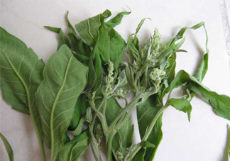 艾草可以治療宮寒嗎？艾草泡腳能治宮寒嗎？