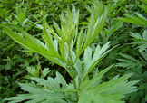艾草可以治腳氣嗎？艾草泡腳能治腳氣嗎？