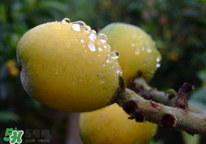枇杷可以和蔥一起煮嗎？蔥和枇杷葉一起煮可以喝嗎？