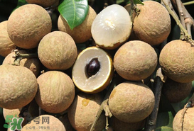 枇杷和龍眼能一起吃嗎？枇杷和桂圓能一起吃嗎？