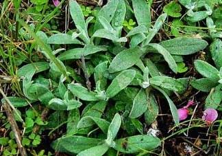 清明菜可以降血壓?jiǎn)?？清明菜能降血壓?jiǎn)幔?><p><strong>清明菜可以降血壓?jiǎn)?？清明菜能降血壓?jiǎn)幔?/strong></p></a></li> <li><a href=