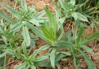 清明菜可以種植嗎？清明菜怎么種植？