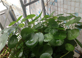金錢草泡水喝的功效？金錢草有什么作用？