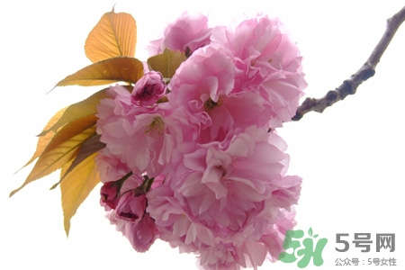 清明節(jié)掃墓能不去嗎？清明節(jié)上墳必須去嗎？