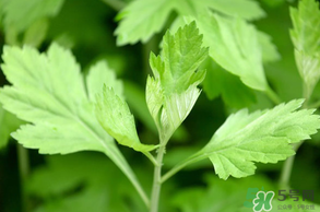 清明菜是什么？清明菜和艾草的區(qū)別 