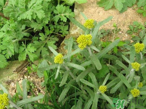 清明菜是發(fā)物嗎？清明菜是不是發(fā)物？