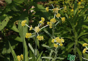 清明菜是發(fā)物嗎？清明菜是不是發(fā)物？