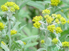 清明菜是發(fā)物嗎？清明菜是不是發(fā)物？