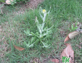 清明菜不能和什么同吃？清明菜和什么相克？